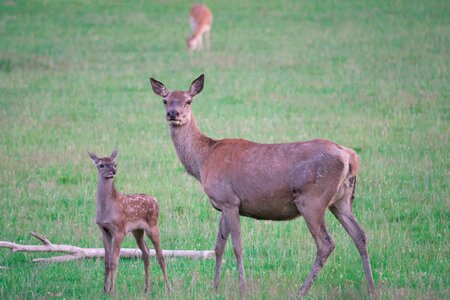 Young deer wild kitz photo