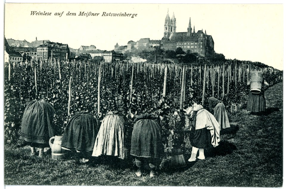 03053-Meißen-1903-Meißner Weinlese mit Winzerinnen-Brück & Sohn Kunstverlag