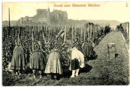 03052-Meißen-1903-Meißner Weinlese-Brück & Sohn Kunstverlag