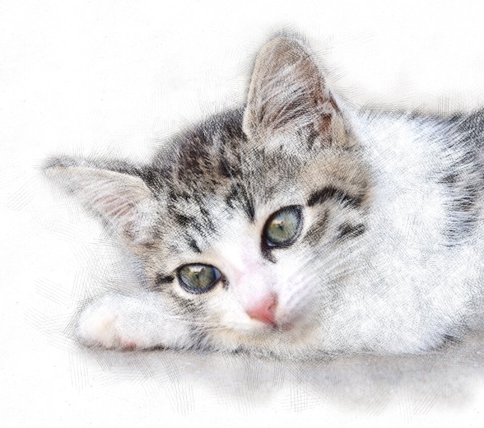 Cute closeup cat eyes