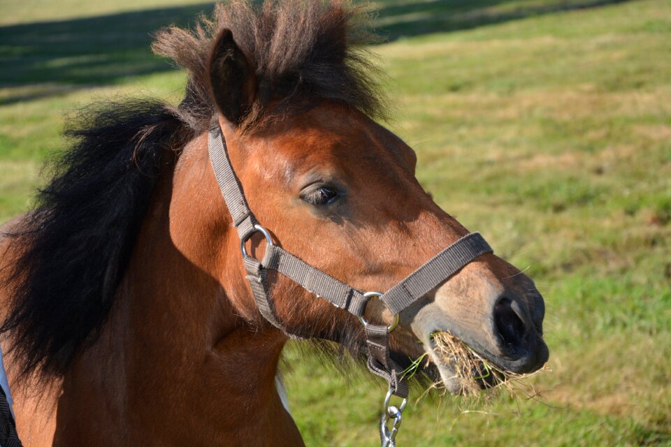 Mane horseback riding shoe