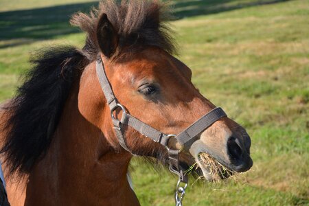 Mane horseback riding shoe
