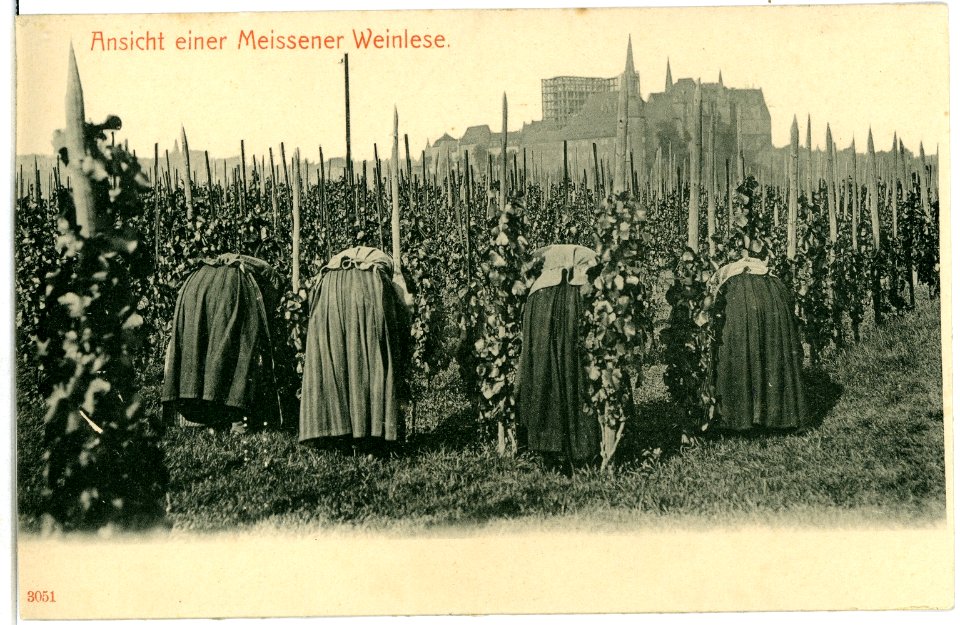 03051-Meißen-1903-Meißner Weinlese und Winzerinnen-Brück & Sohn Kunstverlag