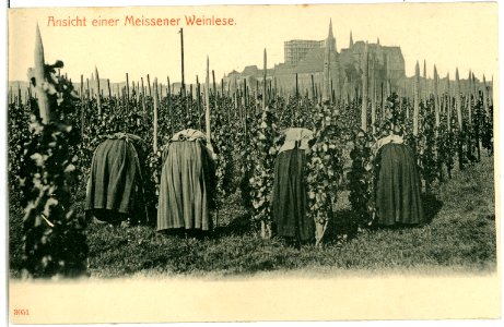03051-Meißen-1903-Meißner Weinlese und Winzerinnen-Brück & Sohn Kunstverlag