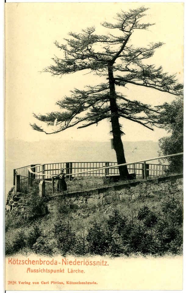 02828-Kötzschenbroda-1903-Niederlößnitz Aussichtspunkt Lärche-Brück & Sohn Kunstverlag