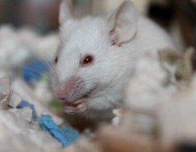 Little animal mouse photo