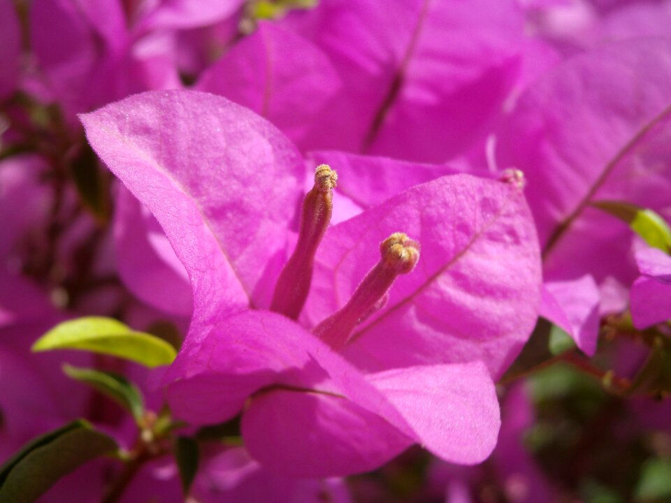 Pink flowers blossom petal