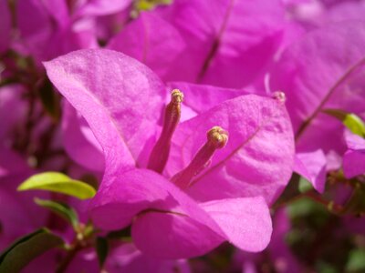 Pink flowers blossom petal photo