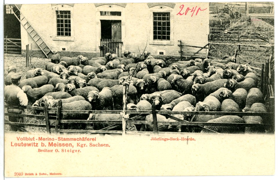 02040-Leutewitz-1901-Stammschäferei-Brück & Sohn Kunstverlag