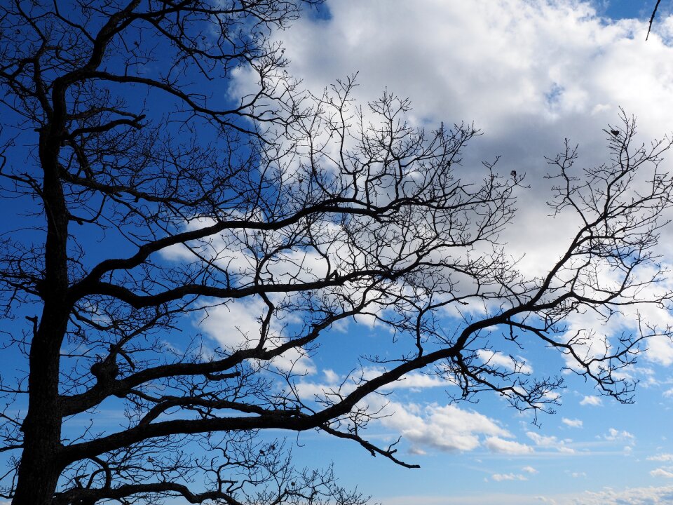Tree aesthetic branches