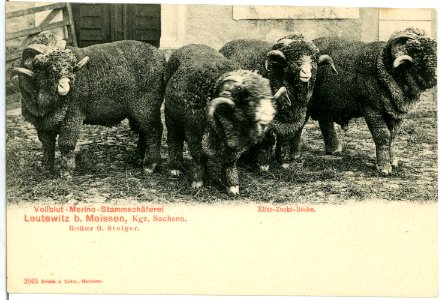 02045-Leutewitz-1901-Elite-Zucht-Böcke, Stammschäferei-Brück & Sohn Kunstverlag