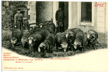 02042-Leutewitz-1901-Stammschäferei-Brück & Sohn Kunstverlag