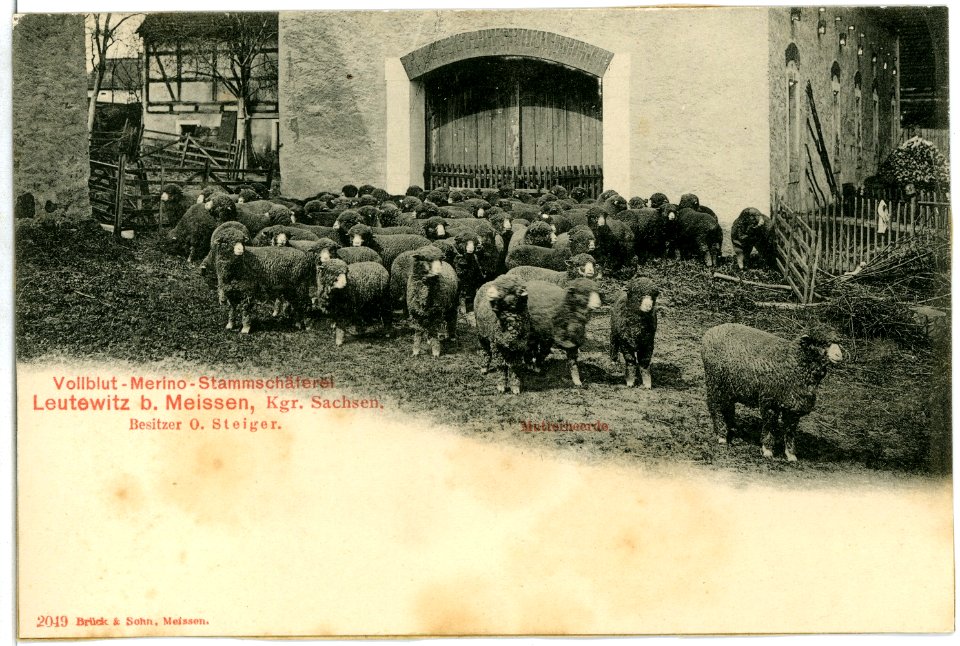02049-Leutewitz-1901-Stammschäferei-Brück & Sohn Kunstverlag