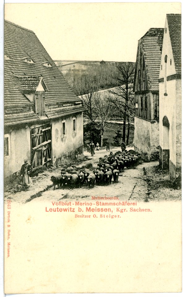 02043-Leutewitz-1901-Mutterherde, Stammschäferei-Brück & Sohn Kunstverlag