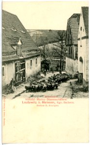 02043-Leutewitz-1901-Mutterherde, Stammschäferei-Brück & Sohn Kunstverlag