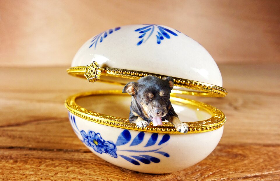 Dog casket Free photos