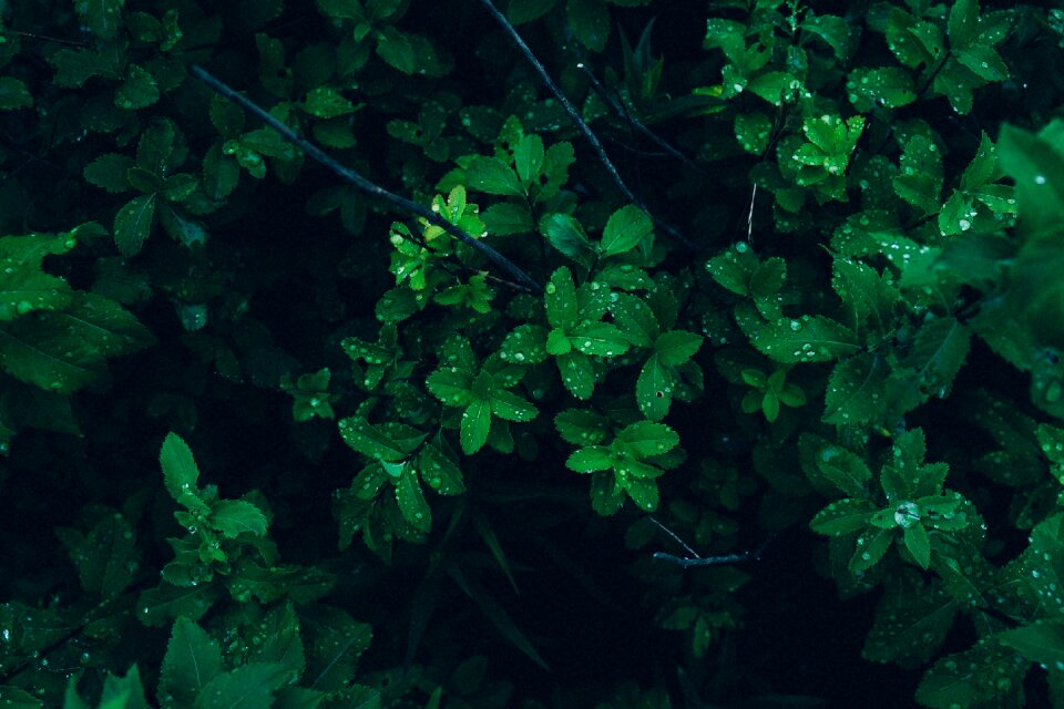 Nature raining rain drops