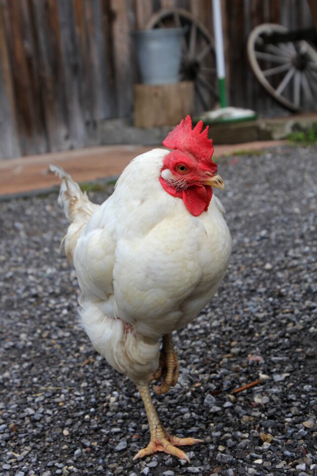 Chicken gockel poultry