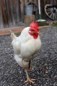Chicken gockel poultry photo