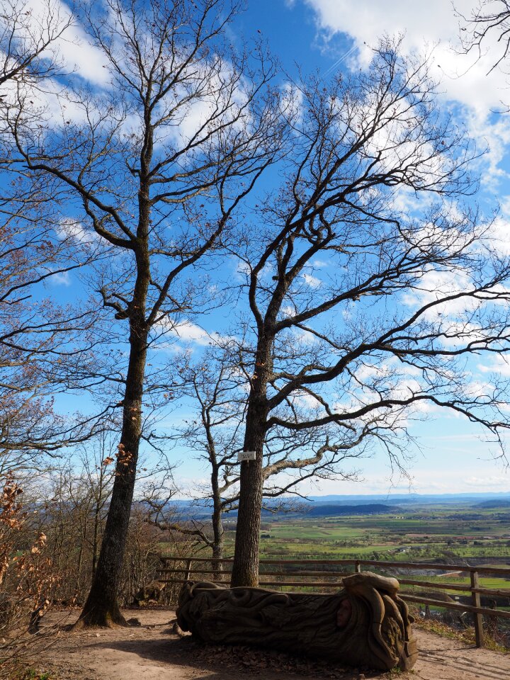 Oak forest vantage point grafenberg nature reserve