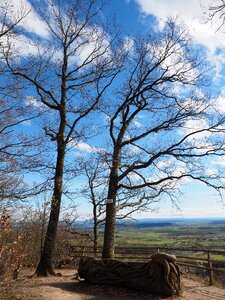 Oak forest vantage point grafenberg nature reserve