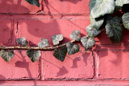 Plant nature decoration