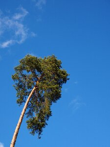 Pine tree conifer photo