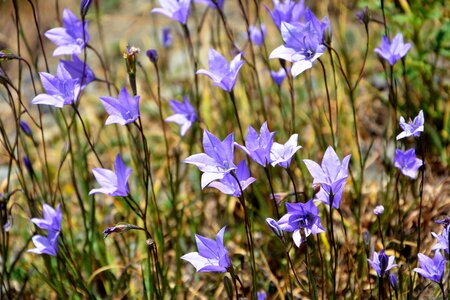Spring flowers plant flowers
