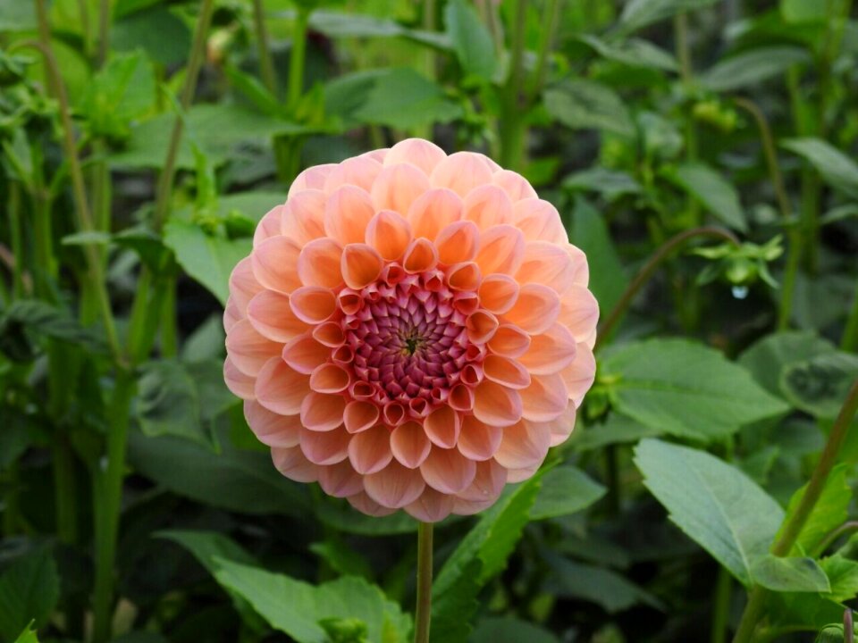 Flower blossom bloom