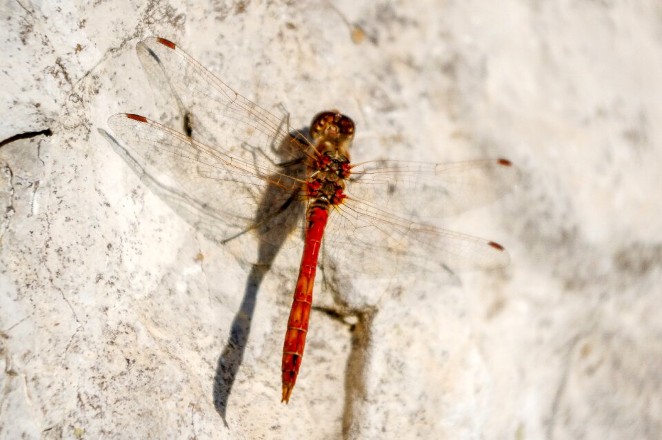Living nature insect wing