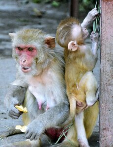 Wildlife wild female