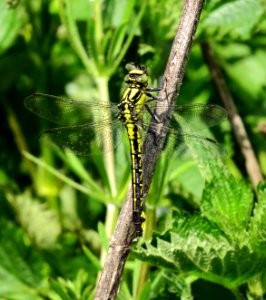 Gomphus vulgatissimus Irpin3