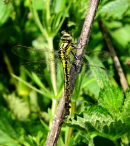 Gomphus vulgatissimus Irpin3 photo