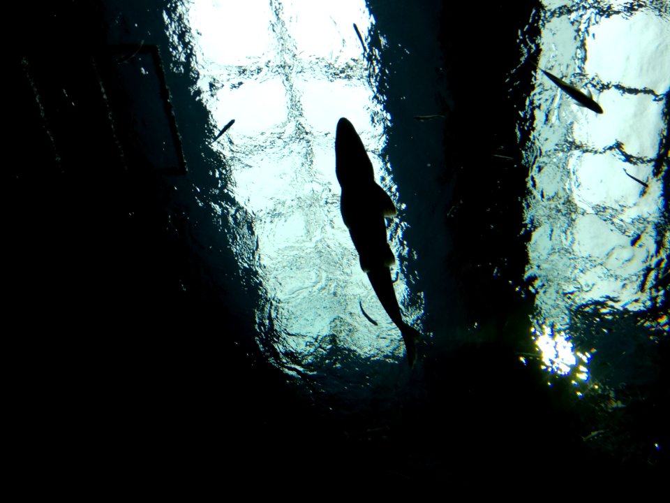 Lake Biwa Museum 20201004 05