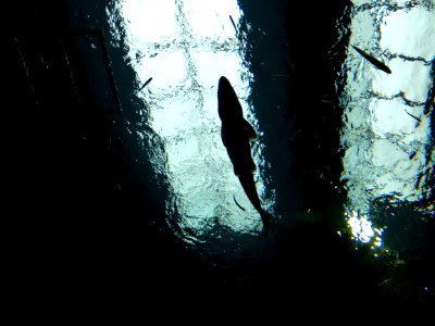 Lake Biwa Museum 20201004 05