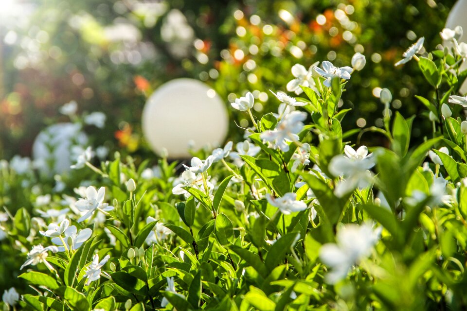 Natural green floral