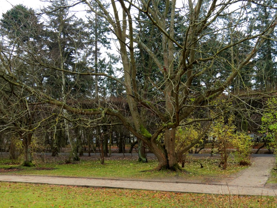 Juglans cinerea Gdańsk 1