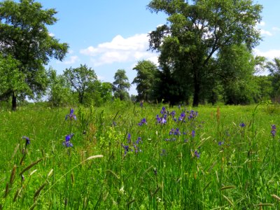 Iris sibirica Muromets1