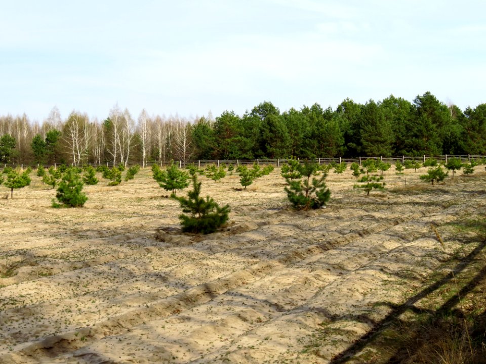 Huta-Mezhyhirska forest nursery3