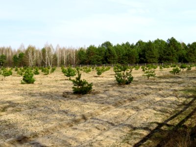 Huta-Mezhyhirska forest nursery3