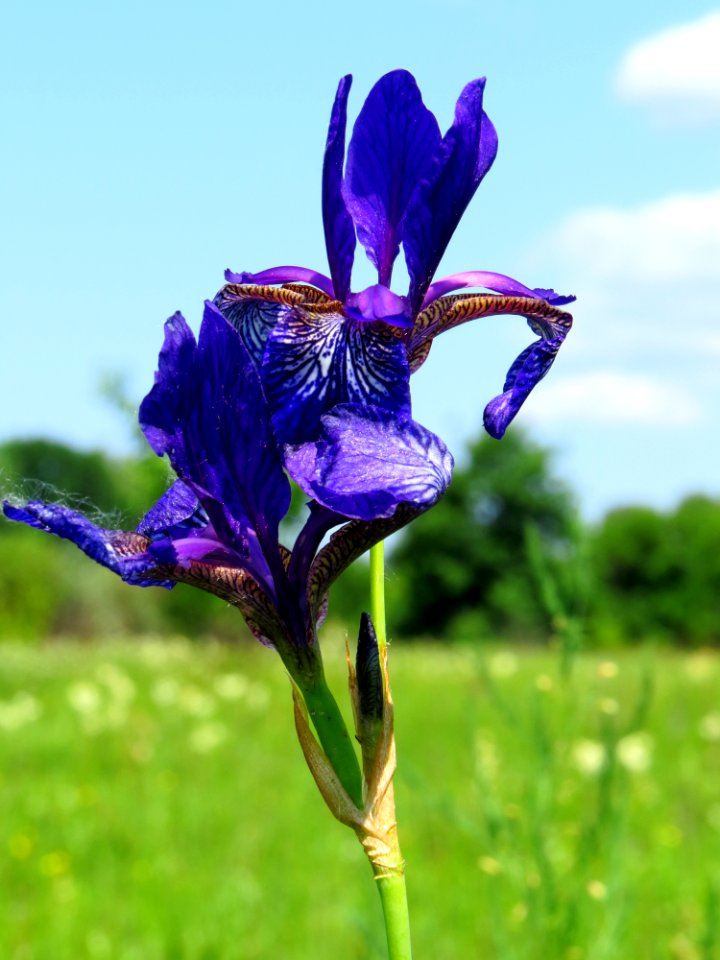Iris sibirica Bobrovnya2
