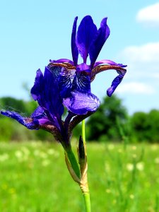 Iris sibirica Bobrovnya2