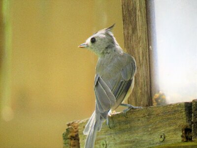 Gray tan wildlife