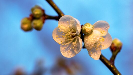 Tree flora outdoors