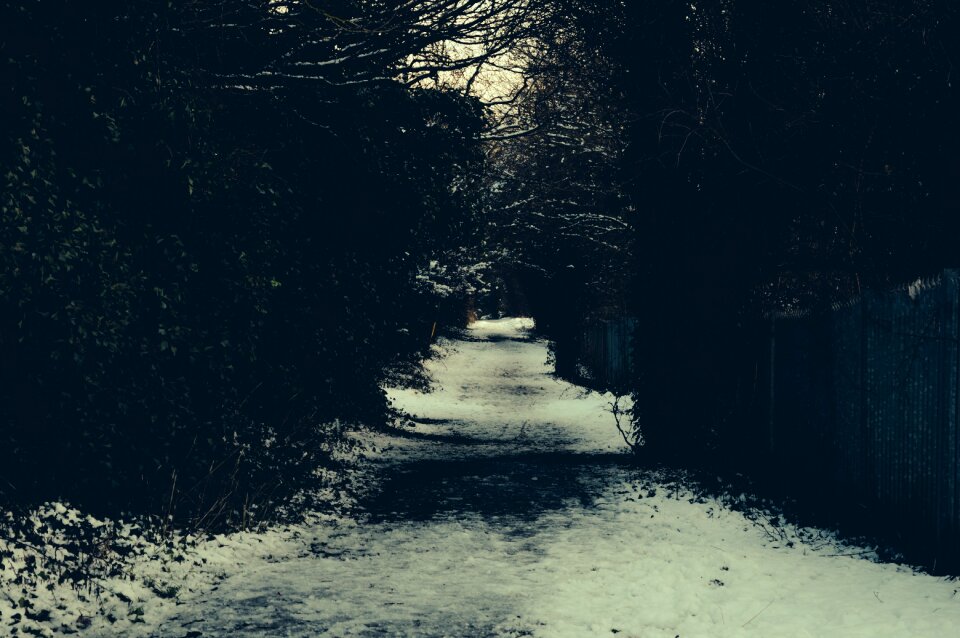 Winter trees blue path