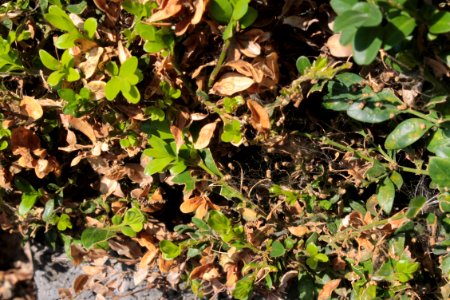 Buxus 09 05 0248