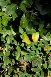 Buxus 09 05 0249