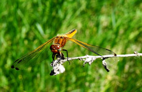Libellula fulva Muromets3
