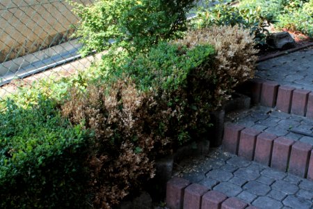 Buxus 09 05 0261