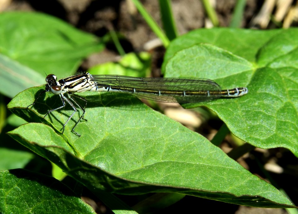 Coenagrion puella Irpin1 photo